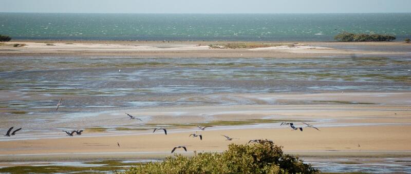 Flock of birds flying over and sitting on tidal flats duing low tide at Banc d'Arguin. © CWSS/Gerold Lüerßen.