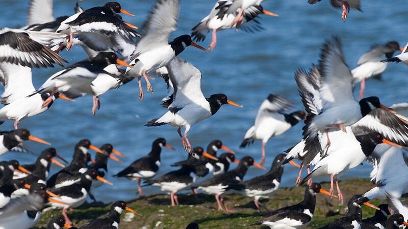 Oystercatchers. CWSS/ Jan van de Kam.