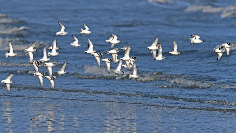 Sanderlings. UNEP/CMS and UNEP/AEWA Secretariat.