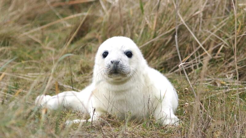 A young grey seal pup on the Dutch Wadden Sea island of Griend. © Sophie Brasseur/ WMR. A young grey seal pup in dune grass. © Sophie Brasseur/ WMR.