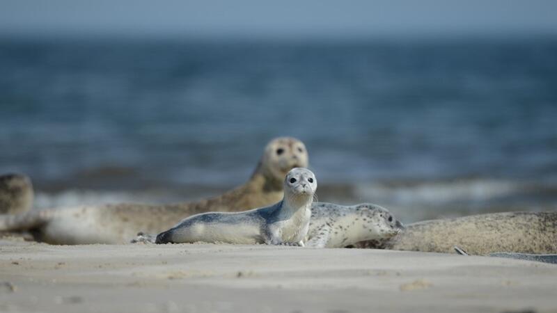 Young seal. TTF/ Fisheries and Maritime Museum Esbjerg.