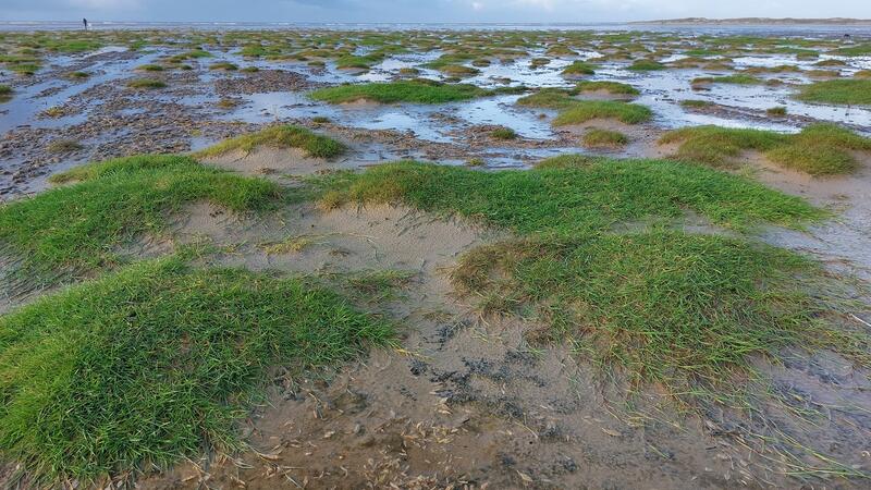 Green beach on Fanø. CWSS/ Meise.