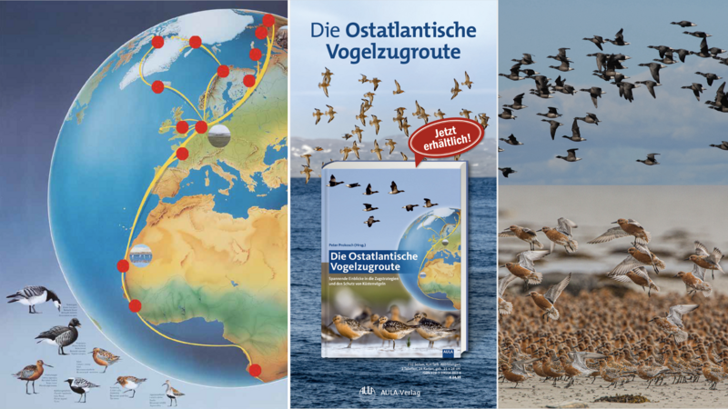 Cover images of the book "The East Atlantic Flyway of Coastal Birds" . Prokosch/AULA.