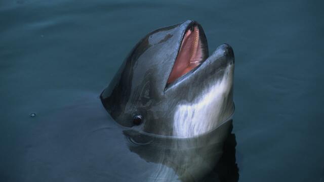 Harbour porpoise peaking out of the water. © Florian Graner.