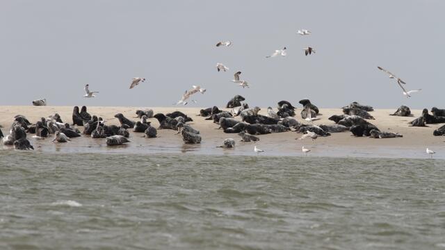 A group of grey seals resting and sunbathing on a sand bank near the water with birds circling above. © Hans Verdaat (WMR).