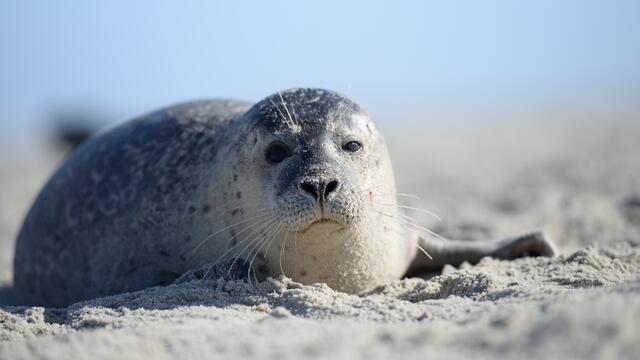 Harbour seal resting on sand looking into the camera. © Anders Galatius.